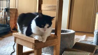 保護猫活動34｜メス猫の発情期