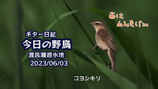 ギター日記　今日の野鳥　・　渡良瀬遊水地　2023年6月3日