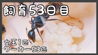 181【蟻の観察】幼虫が横たわっているの可愛いですよね。【2代目・飼育53日目】