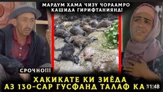 САБАБИ МУРДАНИ 130 ГУСФАНД ДАР ХИСОР МАЛУМ ШУД! ОИЛАИ КАМБАГАЛ АЙ ГОВШОНАМ ХАЛОС ШИДАН