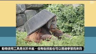 動物使用工具的差異