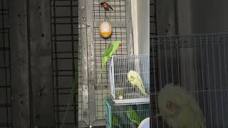 Parrot talking video #talkingbirds #talkingparrots #alexanderparrot