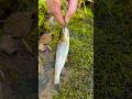 Little Pole Big Fish (Episode 2) Cutthroat Trout #shorts #fishing