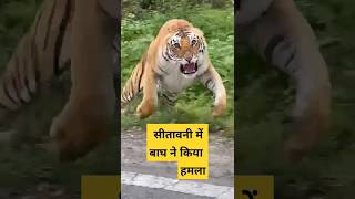 Tiger Attack in Seetavani Safari Zone | 26 April 2023