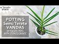 POTTING VANDA IN PLASTIC POT WITH STONES | How To Plant Vanda Orchid In A Pot | Vanda Orchid In Pots