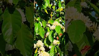 വയനാട്ടിൽ കാപ്പി വിരിക്കുന്ന സമയം #shortvideo # coffeeflower #jithuzjourney