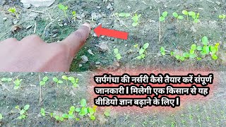 सर्पगंधा की नर्सरी कैसे तैयार करें संपूर्ण जानकारी l sarpgandha ki nursery