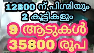 12800 ന് പിഗ്മിയും 2 കൂട്ടികളും  /9 ആടുകൾ 35800 / രൂപപോത്തുകൾ മേനി 9000