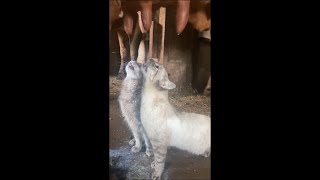 Kittens Drinking Milk Straight From the Cow