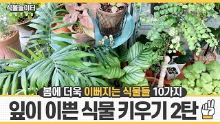 식집사가 전하는 _ 키우기 쉽고 기르기 쉬운 잎이 예쁜 식물 기르기 2번째 이야기