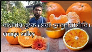 বাংলার বুকে সেরা লেবুর নার্সারি||The best orange nursery in Bengal