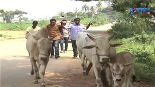 Young farmers of Nalgonda leading a Bachelor life - Express TV