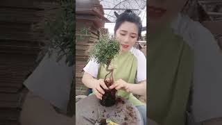 GaoGarden 高老莊 Bonsai 盆栽 Penjing 盆景