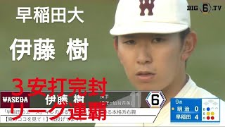 早稲田大学　伊藤樹　３安打完封リーグ連覇(東北楽天ゴールデンイーグルスジュニア-秀光中-仙台育英)【2024年東京六大学野球秋季リーグ優勝決定戦】2025年ドラフト候補　2024侍ジャパン大学代表