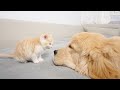 Kitten Becomes Madly Obsessed With Golden Retriever 100 Times Her Size