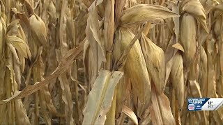 Member of Nebraska Corn Board highlights trade policy change, open districts