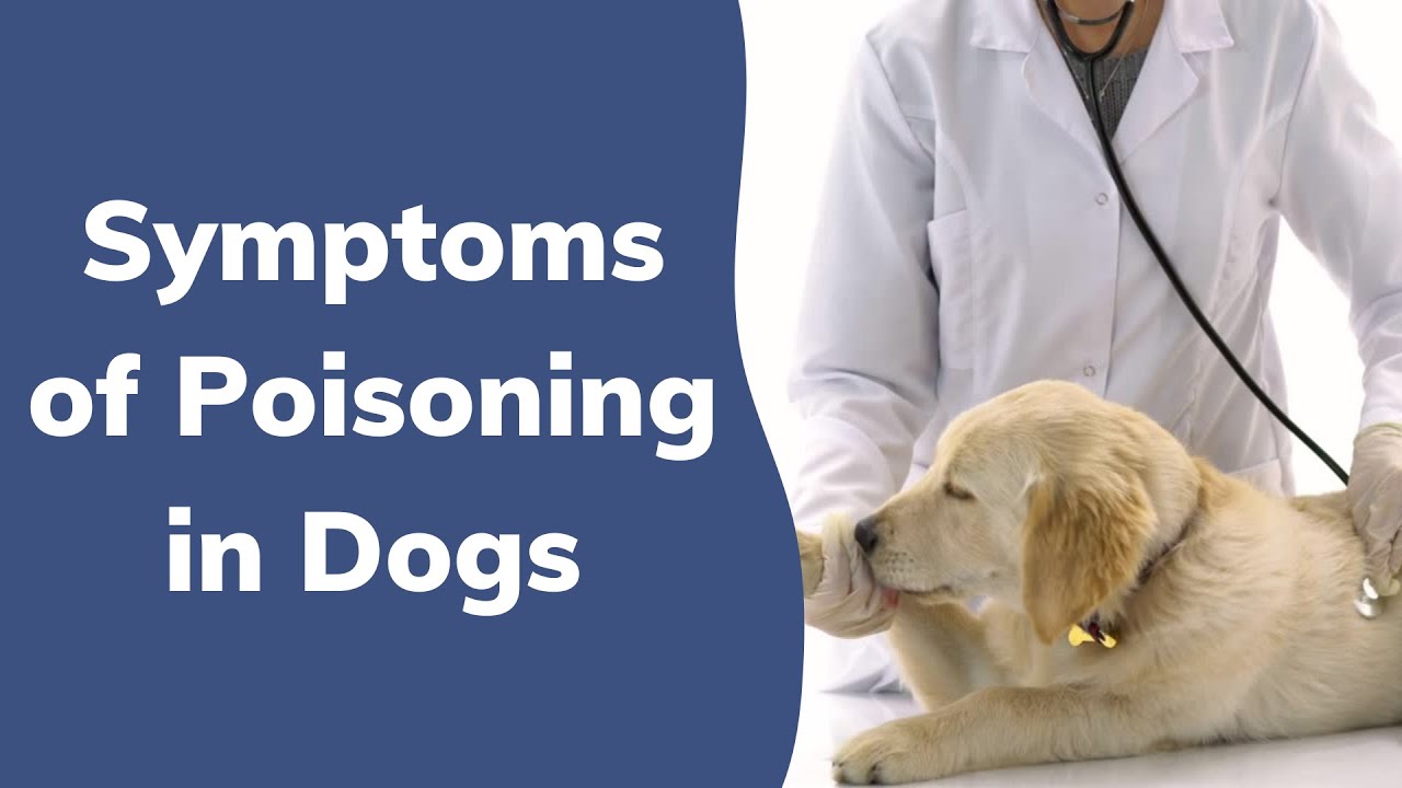 Symptoms Of Poisoning In Dogs | Wag! - YouTube