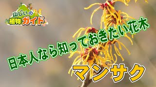 【日本人とマンサク】「山じぃの植物ガイド3月号」【国営武蔵丘陵森林公園】