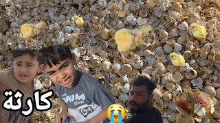 لكينة بالشارع اكثر من الف بيضة بيها كتاكيت عدلة😭💔