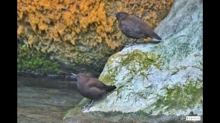 河烏 Brown Dipper