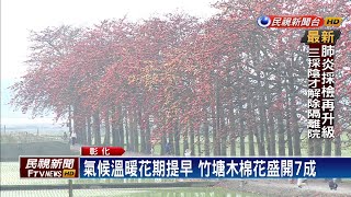 彰化竹塘木棉花提早開 疫情影響遊客少－民視新聞