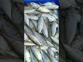 അഴീക്കോട് അയില ചാകര azhikode fishing ponnani live chavakkad minas