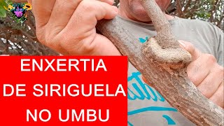 Enxertia De Siriguela No Umbu