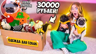 Угги и Шапки Для Мопсов🤣 ЗАКУПИЛАСЬ ОДЕЖДОЙ для СОБАК на 30000 руб! Распаковка и примерка !