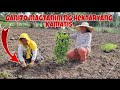 PAANO MAGTANIM NG KAMATIS | Tomato Planting Guide for Beginners