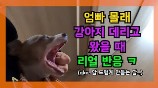 [두부성장일기] 엄빠 몰래 강아지 데려오기/이탈리안그레이하운드