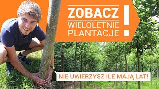 Zobacz wieloletnią plantację Oxytree - z wizytą w Hiszpanii.