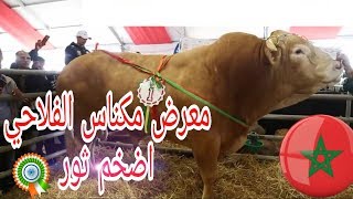 اجيوو تشوفوا جولة 2:في المعرض الفلاحي في مكناس..اجمل واضخم العجول تشوفها في حياتك 🐄🐄🐄😍