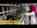 seorang ibu sukses ternak kambing banyak seorang diri