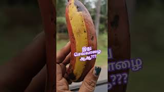 இது செவ்வாழை ஆஆஆ ?? 2 in 1 Banana #fruits #viralshorts #YouTube #video