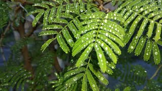 An Overview of Flavonoids and Antioxidant Potential of Prosopis cineraria