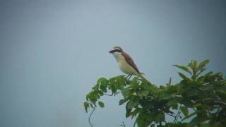 アカモズ（1）繁殖地（鳴く） - Brown shrike - Wild Bird - 野鳥 動画図鑑