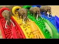 5 Giant Elephant, Duck, Cow, Ferdinand, Tiger, Gorilla, Transfiguration funny animal 2024