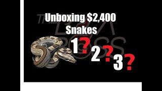 $2,500 Unboxing Boa Snakes