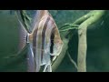 pterophyllum altum orinoco my amazing underwater world aquarium tank scalare angelfish wild fish