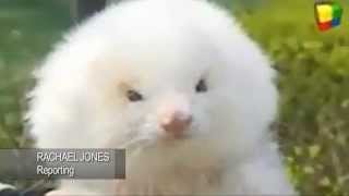 Ferret or a poodle- Man duped in Argentina