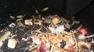 Slugs in the compost  bin