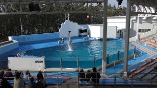 カマイルカ と ハンドウイルカ (新潟市水族館 マリンピア日本海) 2019年4月8日