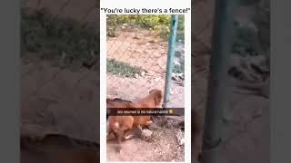 Funny Animals 2024 😂   Funniest Cats and Dogs video 🐱 🐶 #shorts