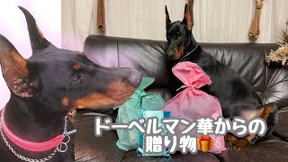 ドーベルマン華ちゃんからの贈り物【Doberman】