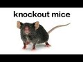 Generation of Knockout mice using Homologous DNA recombination | Selection .