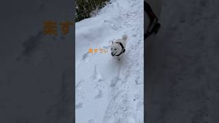 雪が嬉しすぎるイッヌ #犬 #北海道犬 #雪 #犬との暮らし #雪山 #梅干し