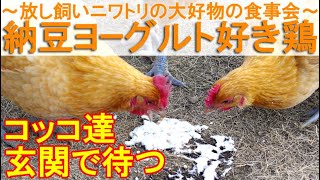 納豆ヨーグルト好き鶏～庭で放し飼いニワトリが大喜びで食べる大好物の食事会～