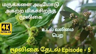 மூலிகை தேடல் Episode - 5 - மருக்களை அடியோடு அகற்ற l உடல் வலிமை பெற சிறந்த மூலிகை l Gardener Vinu