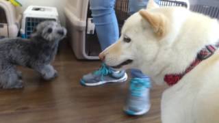 本日のフリータイム★犬のようちえん高槻教室