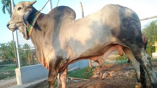 គោបាខ្មែរ, Khmer Bull 2023